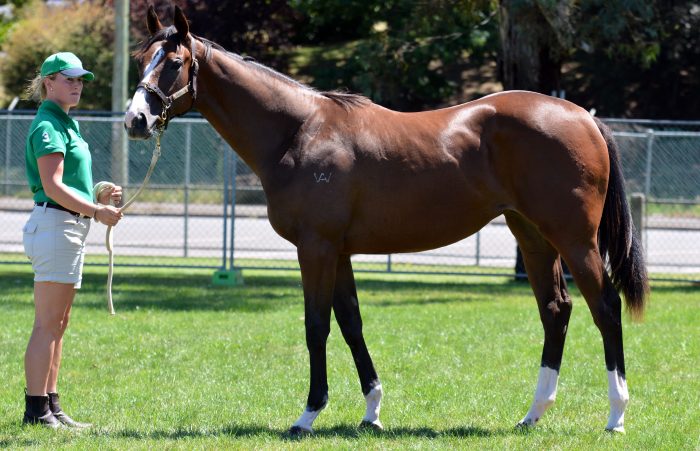 Sali’s sister set to draw strong bids at Tasmanian Magic Millions Yearling Sale on Thursday