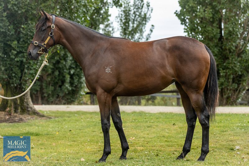 Five yearlings to watch at Monday’s Tasmanian Magic Millions sale