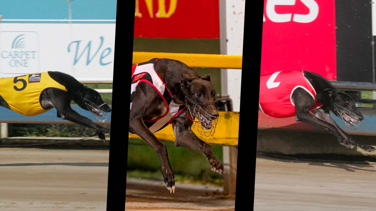 Greyhound of the Year Finalist announced