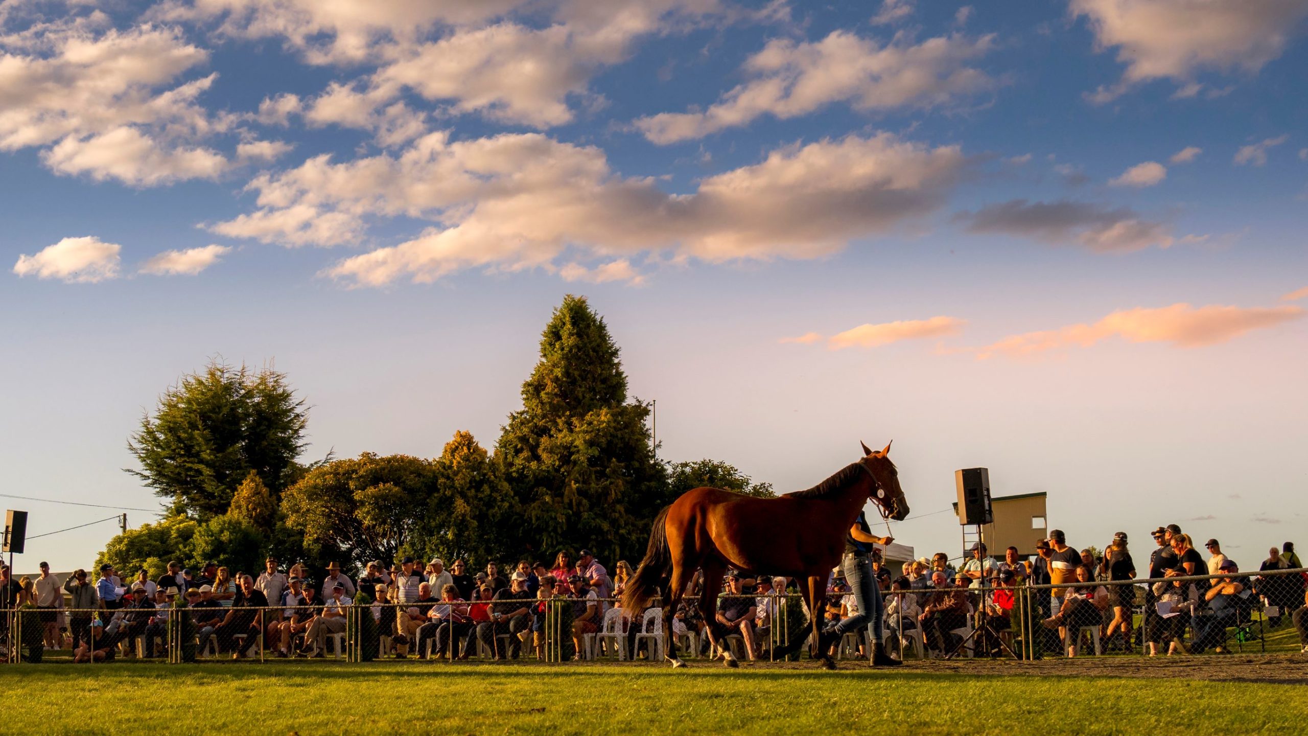 2023 Harness Yearling Sale results